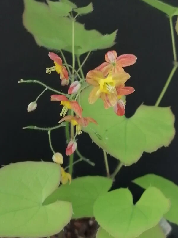 Epimedium x warleyense, pianta da esterno