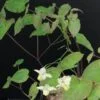 Epimedium versicolor Sulphureum, pianta da esterno