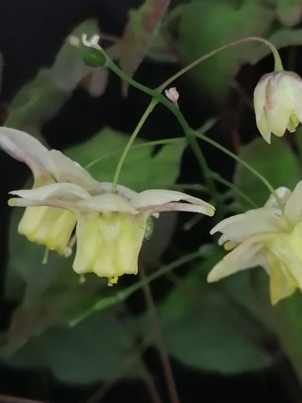 Epimedium versicolor Sulphureum, foto 3