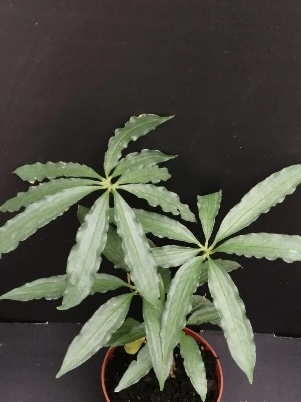 Anthurium polyschistum, pianta da interno
