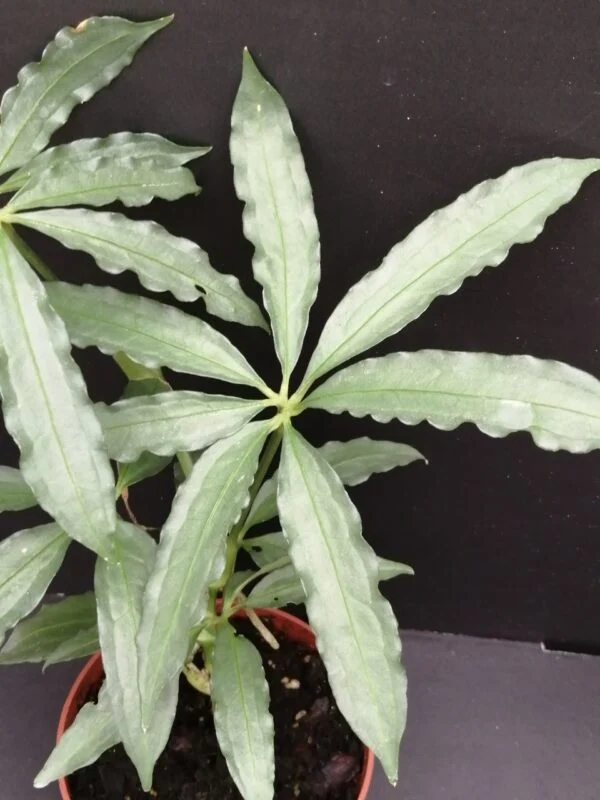 Anthurium polyschistum, foto 2