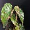 Begonia Pink Dottie, pianta da interno