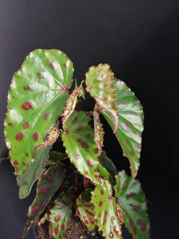 Begonia Pink Dottie, pianta da interno