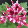 Pelargonium New Gipsy, pianta da esterno