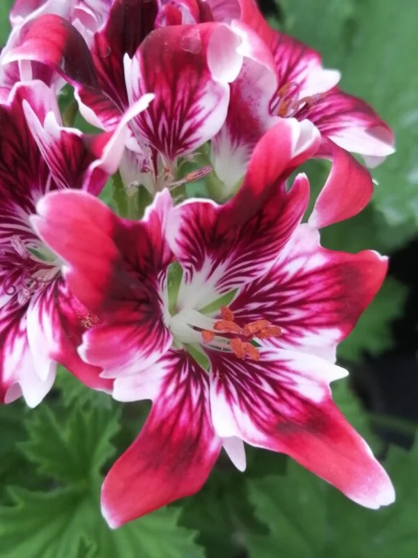 Pelargonium New Gipsy, foto 2