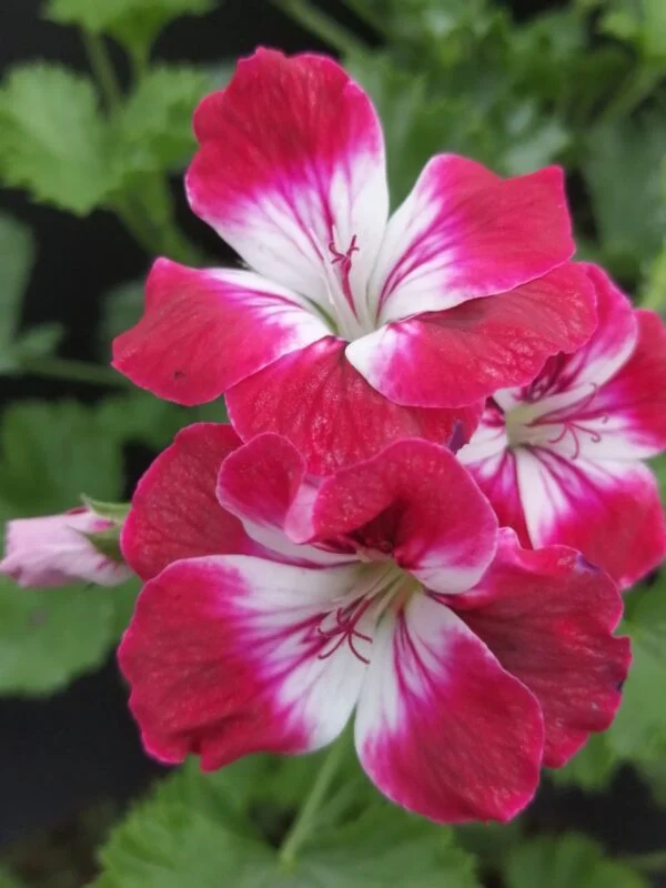 Pelargonium Garden Suffolk, pianta da esterno