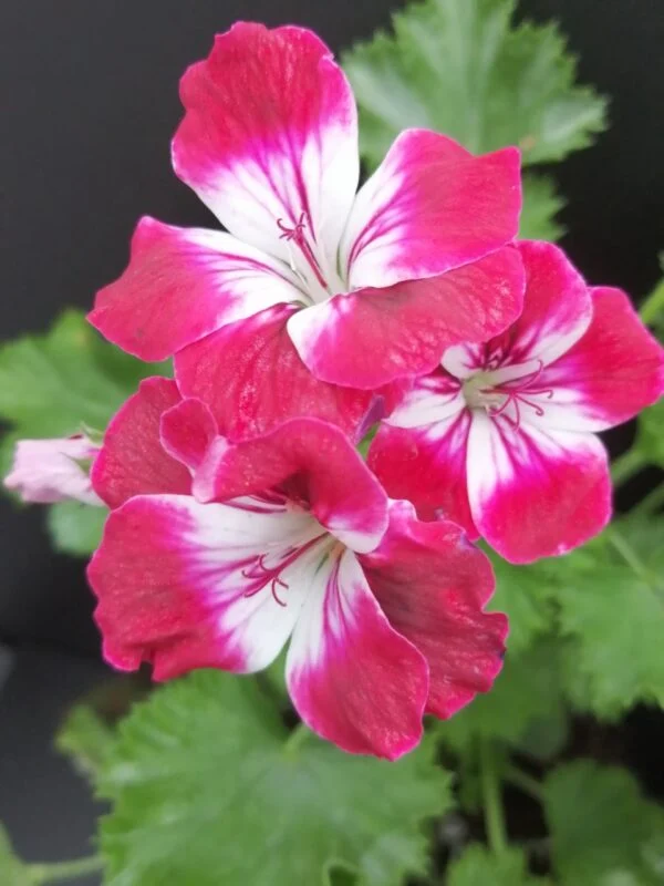 Pelargonium Garden Suffolk, foto 2