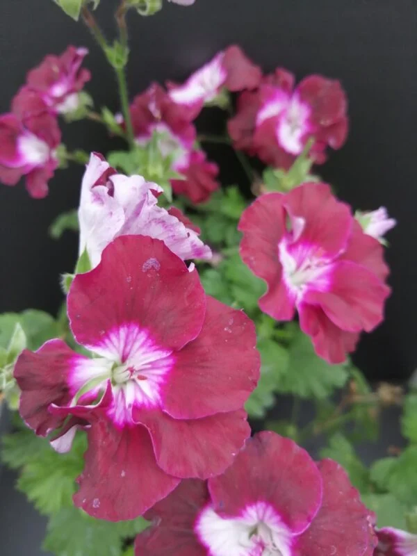 Pelargonium Merlot, pianta da esterno