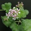 Pelargonium australe, pianta da esterno
