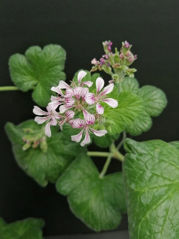 Pelargonium australe, pianta da esterno