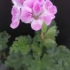 Pelargonium Mme Nonin, pianta da esterno