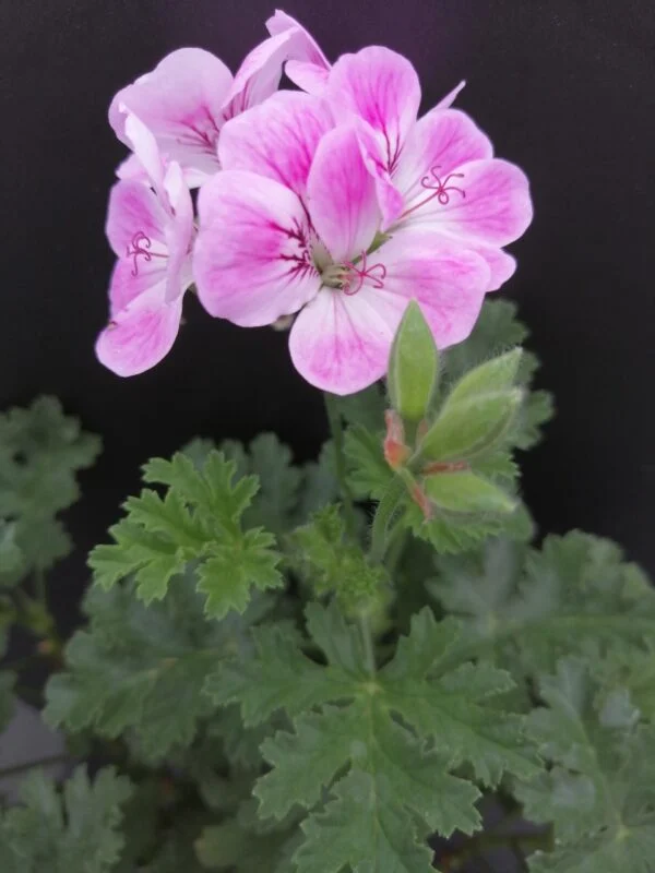 Pelargonium Mme Nonin, pianta da esterno