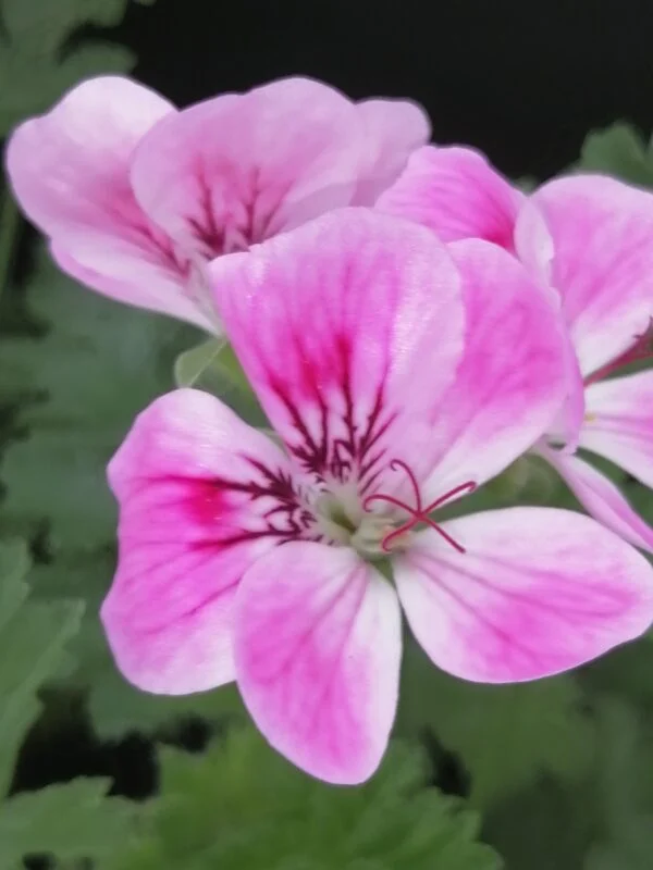 Pelargonium Mme Nonin, foto 2