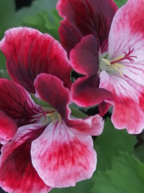 Pelargonium Bliq, foto 2
