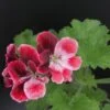 Pelargonium Bliq, pianta da esterno