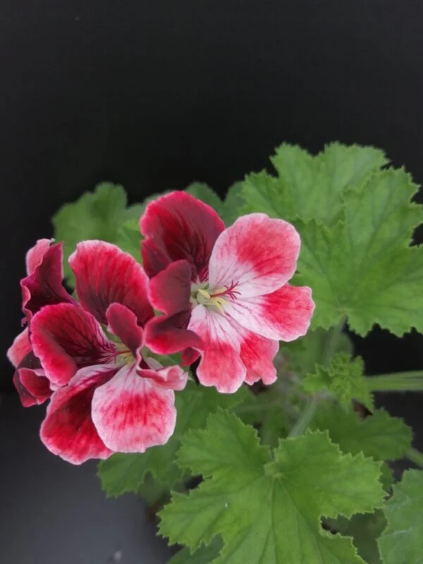 Pelargonium Bliq, pianta da esterno
