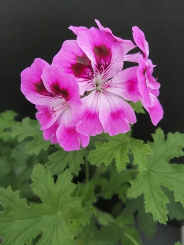 Pelargonium Orsett, pianta da esterno