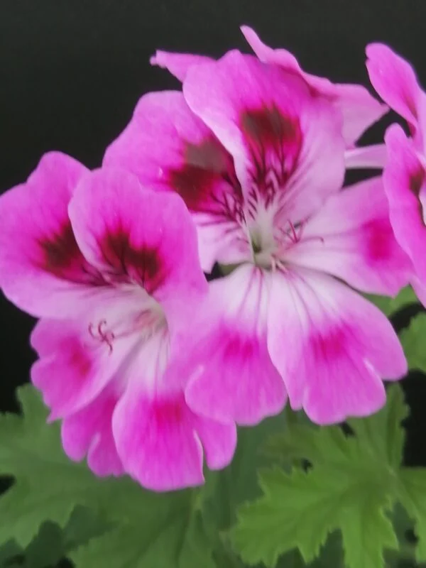 Pelargonium Orsett, foto 2