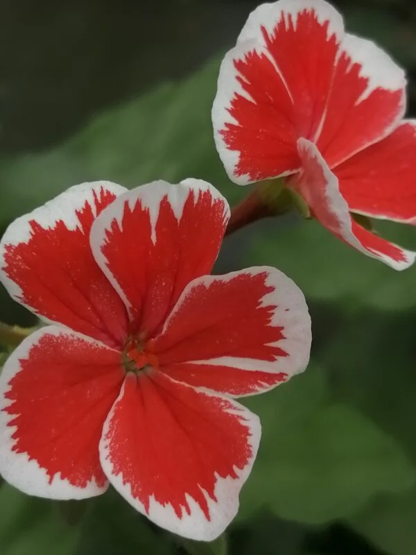 Pelargonium Mr. Wren, pianta da esterno