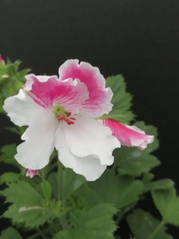 Pelargonium Don Raffaello, pianta da esterno