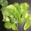Epipremnum Lemon Joy, pianta da interno
