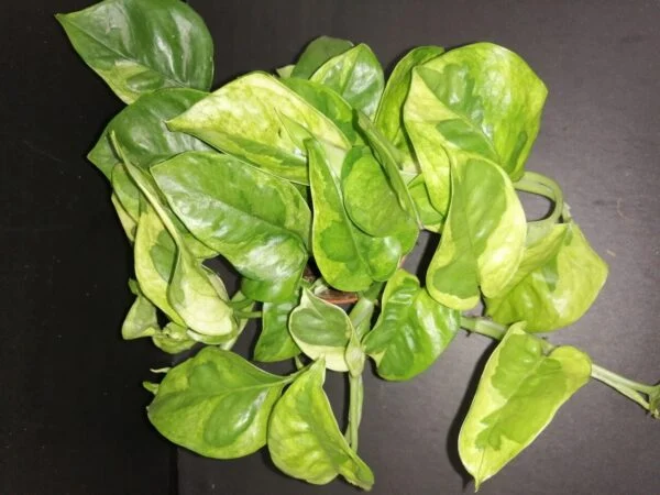 Epipremnum Lemon Joy, pianta da interno