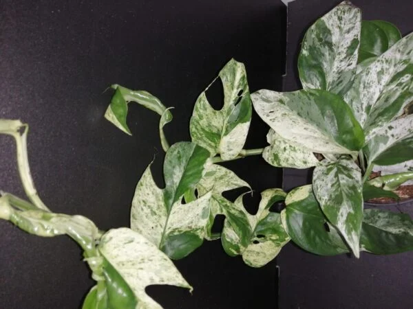 Epipremnum Marble Variegata