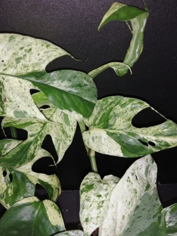 Epipremnum Marble Variegata, foto 2