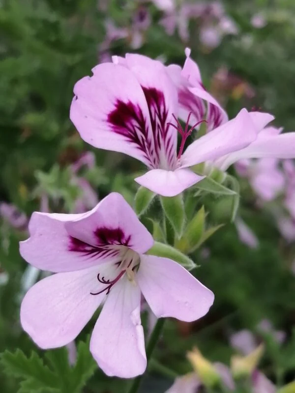 Pelargonium Copthorne, foto 2