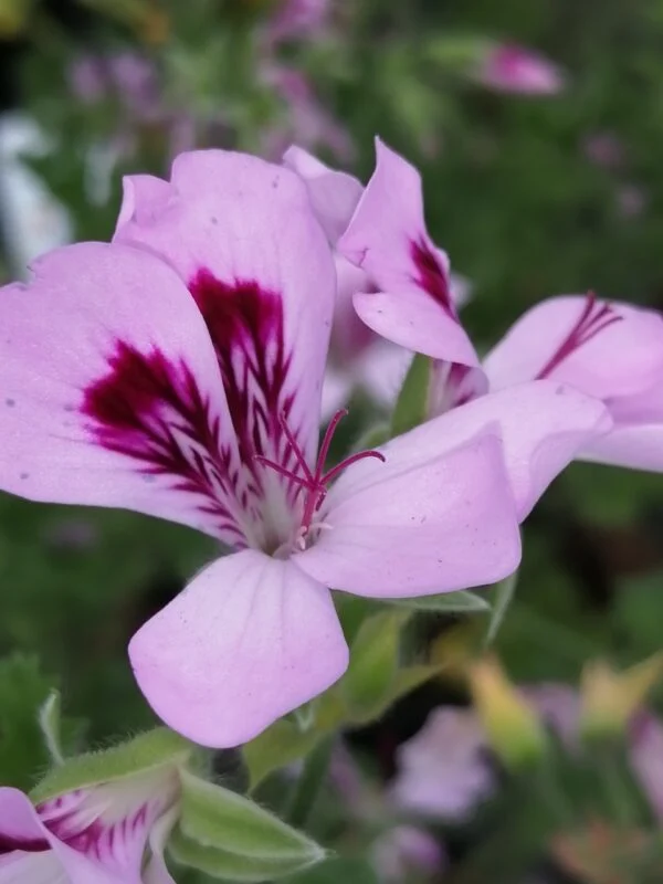 Pelargonium Cophtorne, pianta da esterno