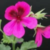 Pelargonium Ashby, pianta da esterno