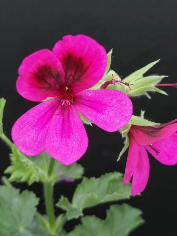 Pelargonium Ashby, pianta da esterno
