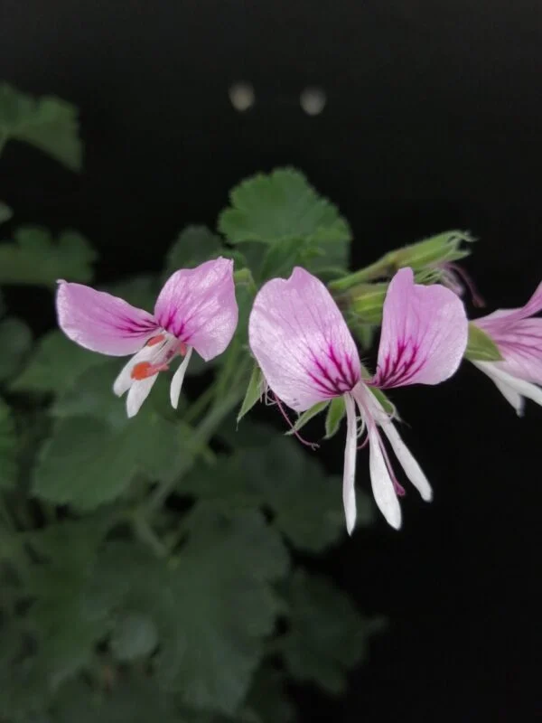 Pelargonium cordifolium, pianta da esterno