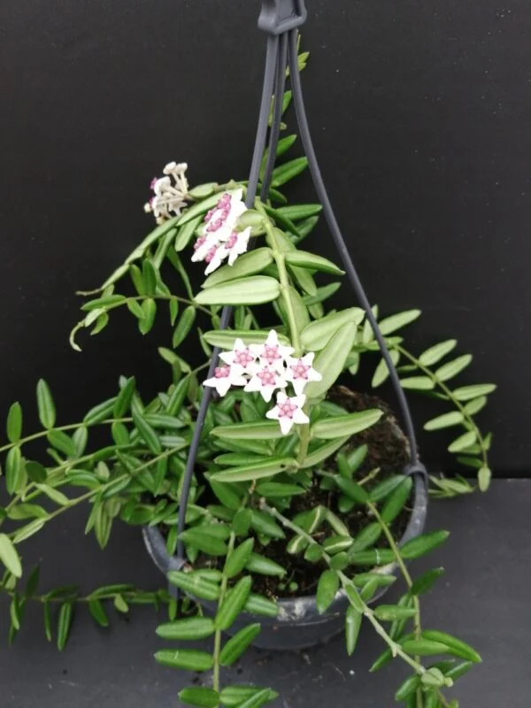 Hoya engleriana, pianta da interno