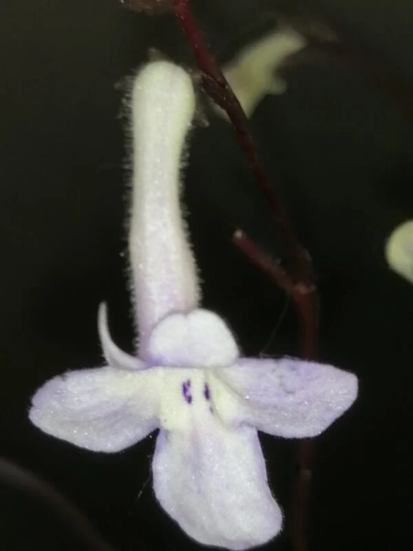 Streptocarpus saxorum White Butterfly, foto 3