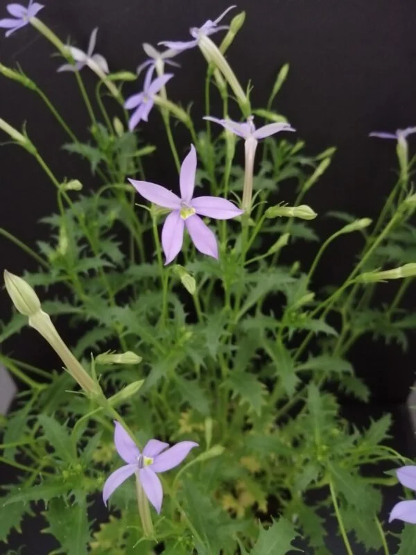 Isotoma axillaris, pianta da esterno