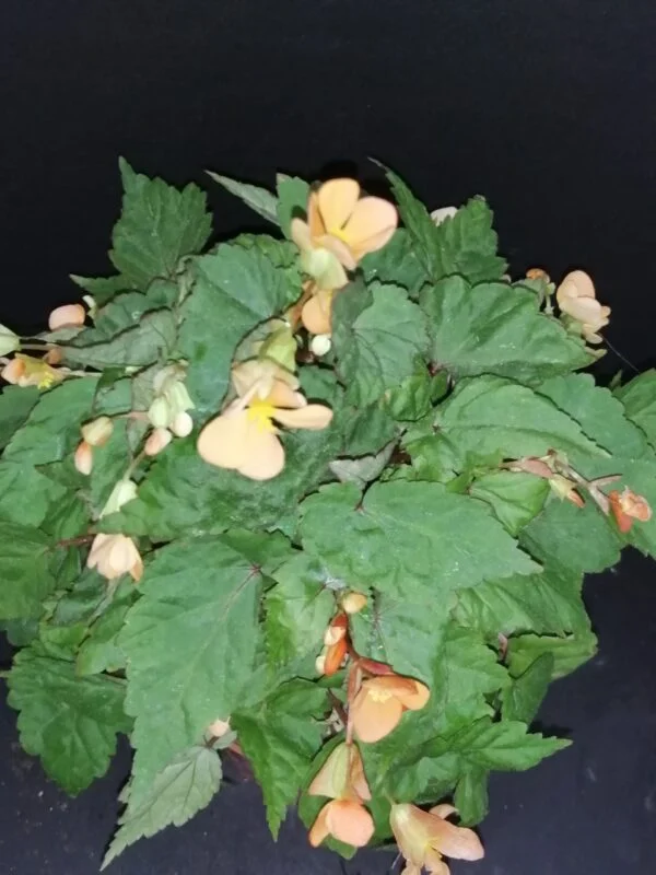 Begonia sutherlandii Papaya, pianta da interno e da esterno