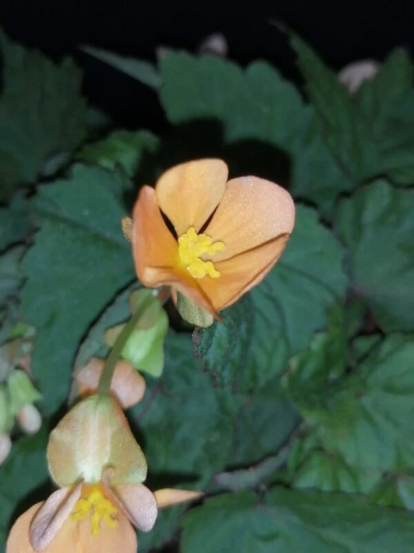 Begonia sutherlandii Papaya, foto 3