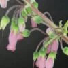 Sinningia sellovii, pianta da esterno