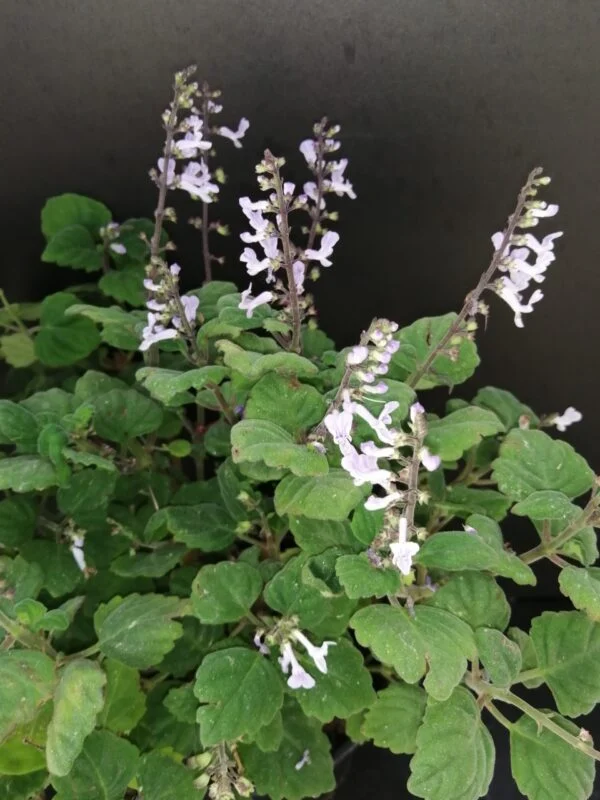 Plectranthus ernstii, pianta da interno e da esterno