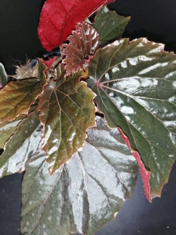 Begonia Black Cat, pianta da interno