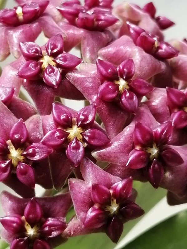 Hoya cinnamomifolia var. purpureofusca, foto 4