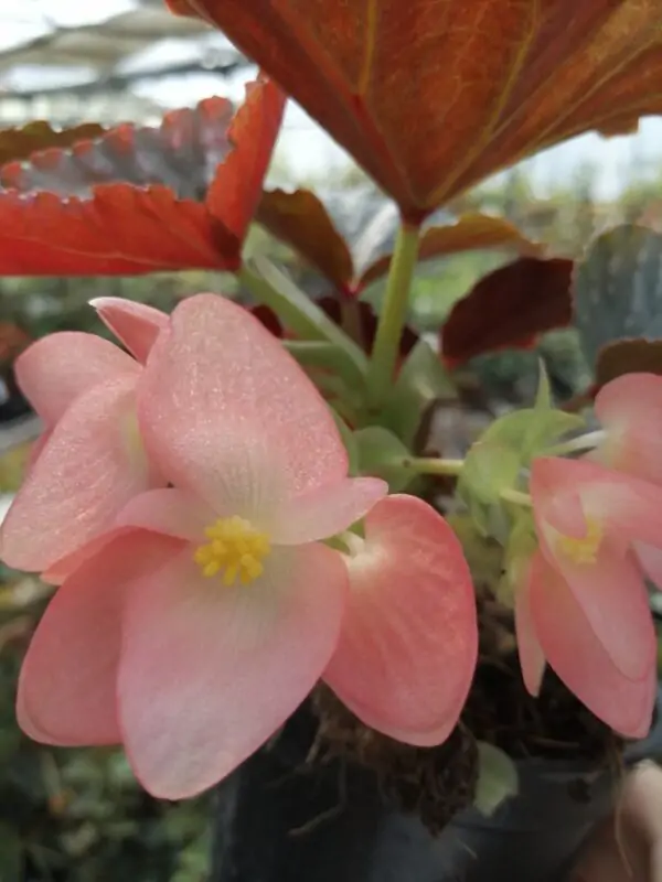 Begonia Down Home, foto 2