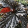 Begonia Down Home, pianta da interno e da esterno