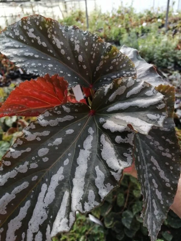 Begonia Down Home, pianta da interno e da esterno