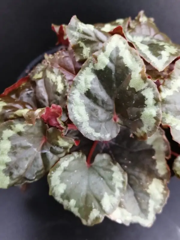 Begonia ignita, foto 3