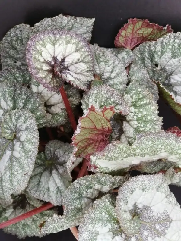 Begonia Super Universe, pianta da interno
