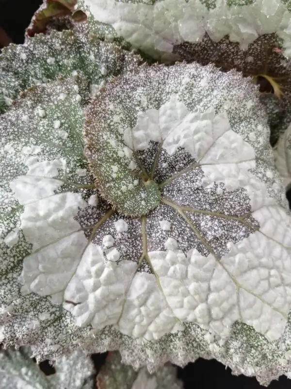 Begonia Super Universe, foto 3