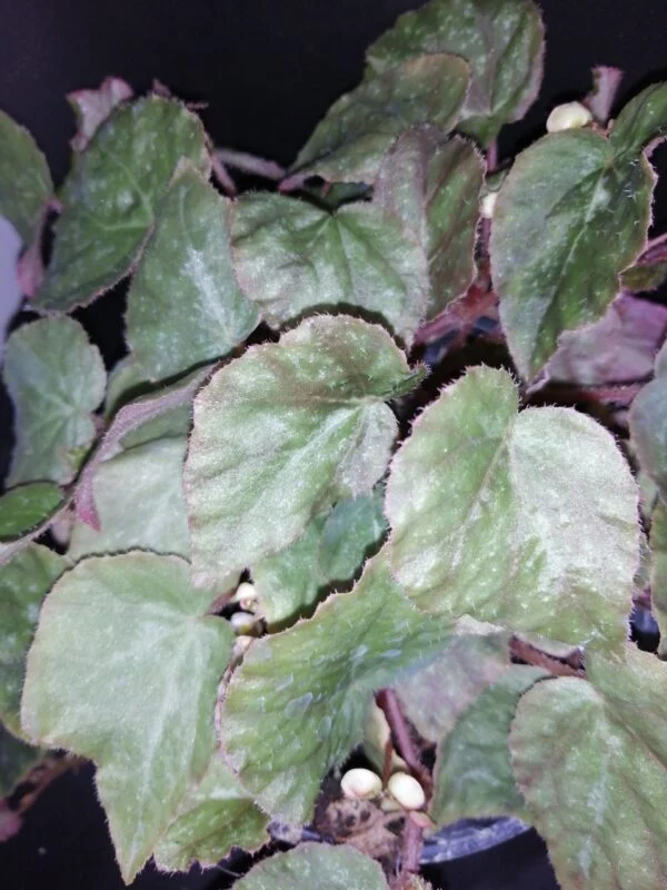 Begonia U074, pianta da interno