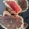 Begonia darthvaderiana, pianta da interno